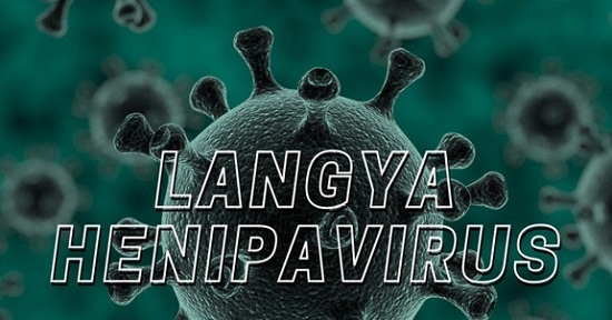 henipavirus