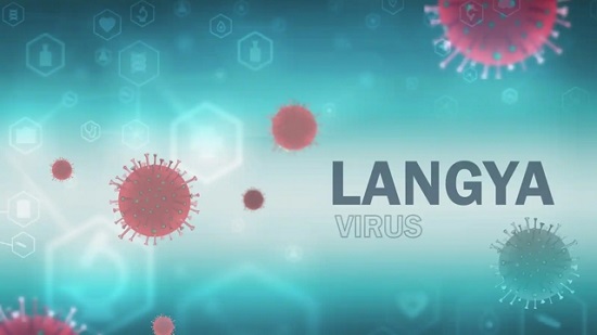 henipavirus, los casos de layv