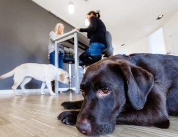 10 
 beneficios de llevar a tu mascota al trabajo