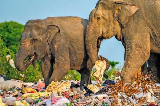 animales entre la gran cantidad de plstico